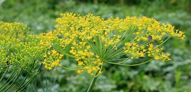 Dill is a favorite treat for the ladybugs