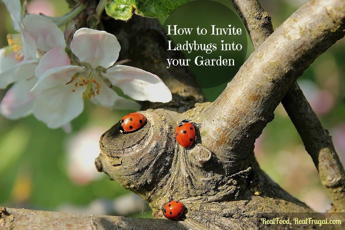 Attracting ladybugs to the garden