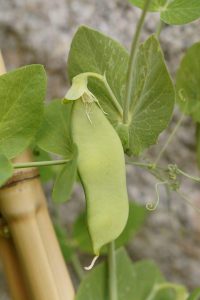 growing peas in the home garden